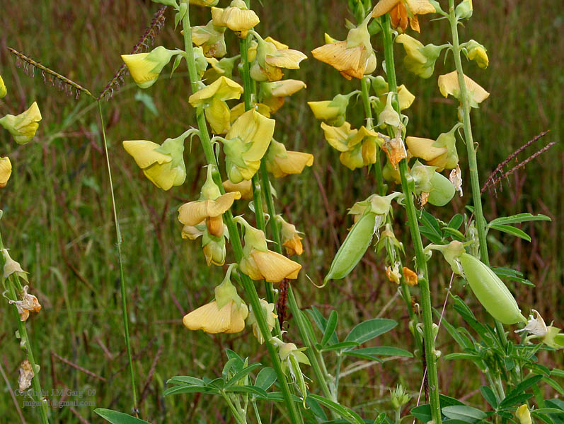 /wp-content/uploads/2020/10/Crotalaria%20species%20is%20it%20with%20unided%20grass%20I2%20IMG_2175-6.jpg