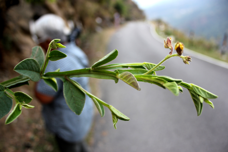 /wp-content/uploads/2020/10/Crotalaria-alata-Dubia-legume-winged-Ukhimath-IMG_1200-Uttarakhand-1-4.jpg