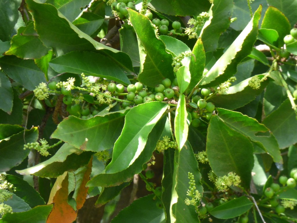 /wp-content/uploads/2020/10/Croton%20Tree-Croton%20persimilis-Euphorbiaceae-Lalbagh-Bangalore-P1040222.JPG