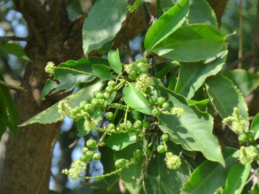 /wp-content/uploads/2020/10/Croton%20Tree-Croton%20persimilis-Euphorbiaceae-Lalbagh-Bangalore-P1040224.JPG
