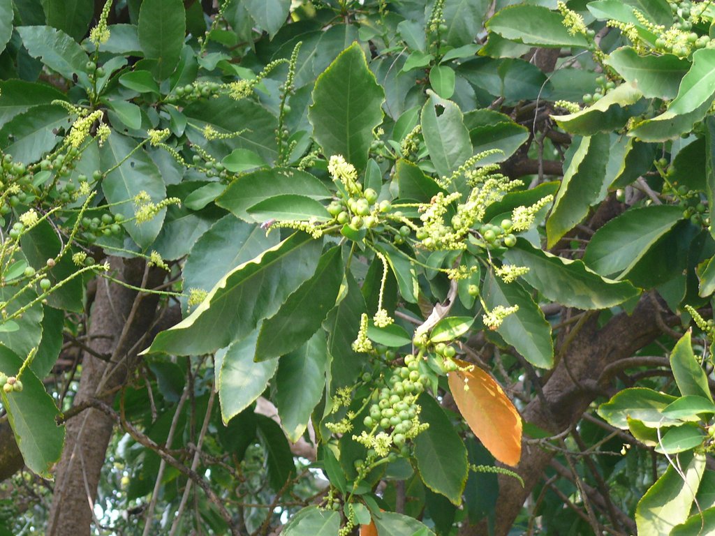 /wp-content/uploads/2020/10/Croton%20Tree-Croton%20persimilis-Euphorbiaceae-Lalbagh-Bangalore-P1320009.JPG