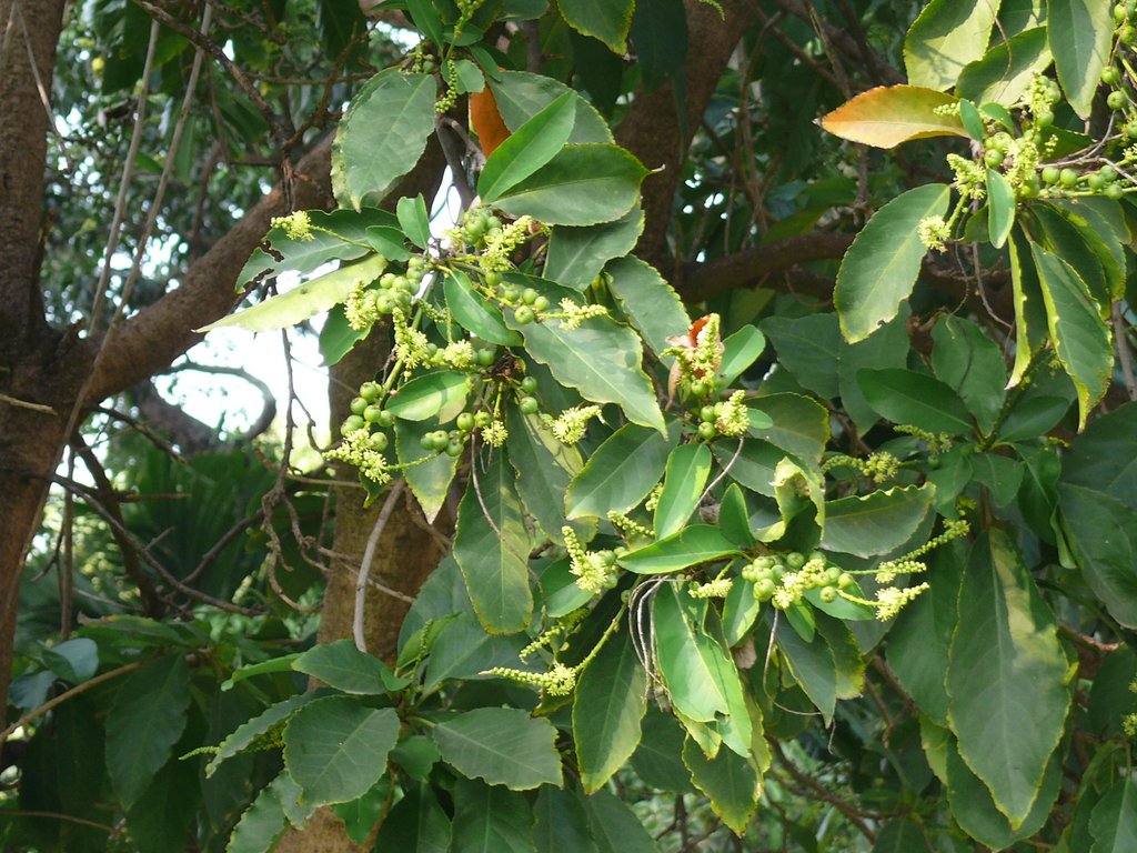 /wp-content/uploads/2020/10/Croton%20Tree-Croton%20persimilis-Euphorbiaceae-Lalbagh-Bangalore-P1320010.JPG
