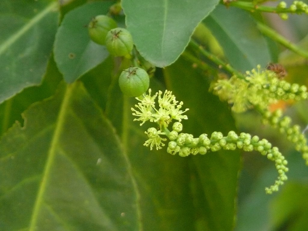 /wp-content/uploads/2020/10/Croton%20Tree-Croton%20persimilis-Euphorbiaceae-Lalbagh-Bangalore-P1320019.JPG