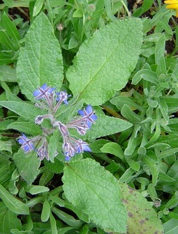 /wp-content/uploads/2020/10/DSC00080%20sm%20crp%20BORAGO%20officinalis%20%20%20INFLORESCENCE%20and%20Leaves%2005.jpg