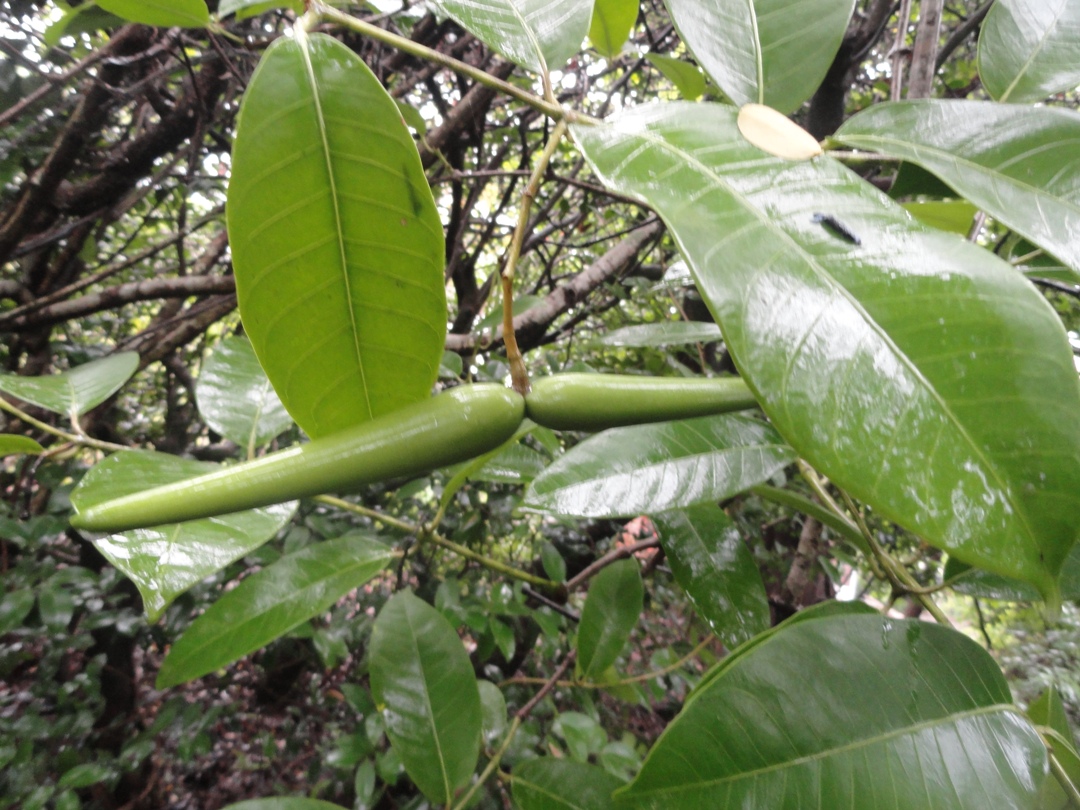 Anodendron paniculatum – eFlora of India