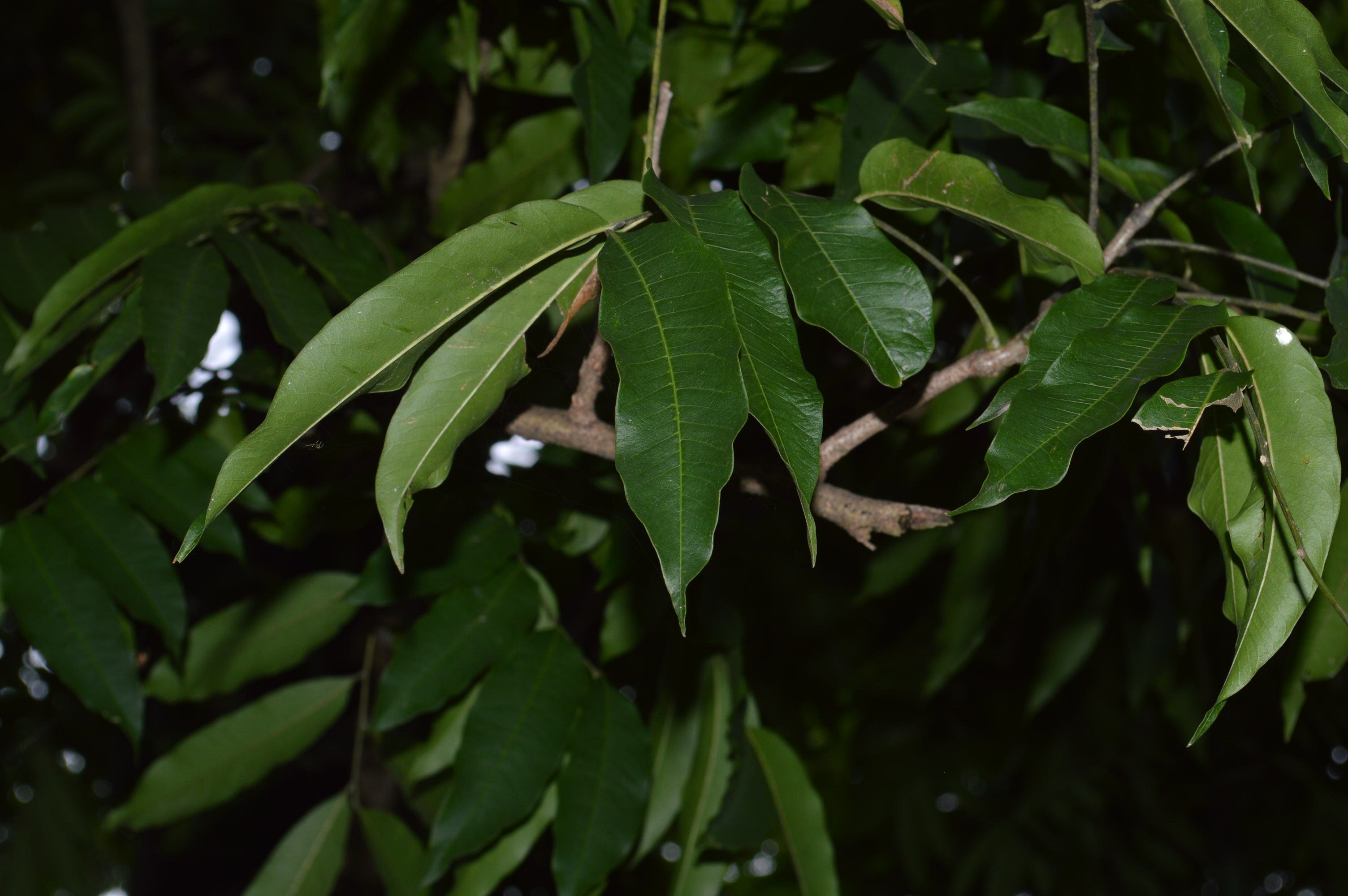 Sapindus mukorossi – eFlora of India