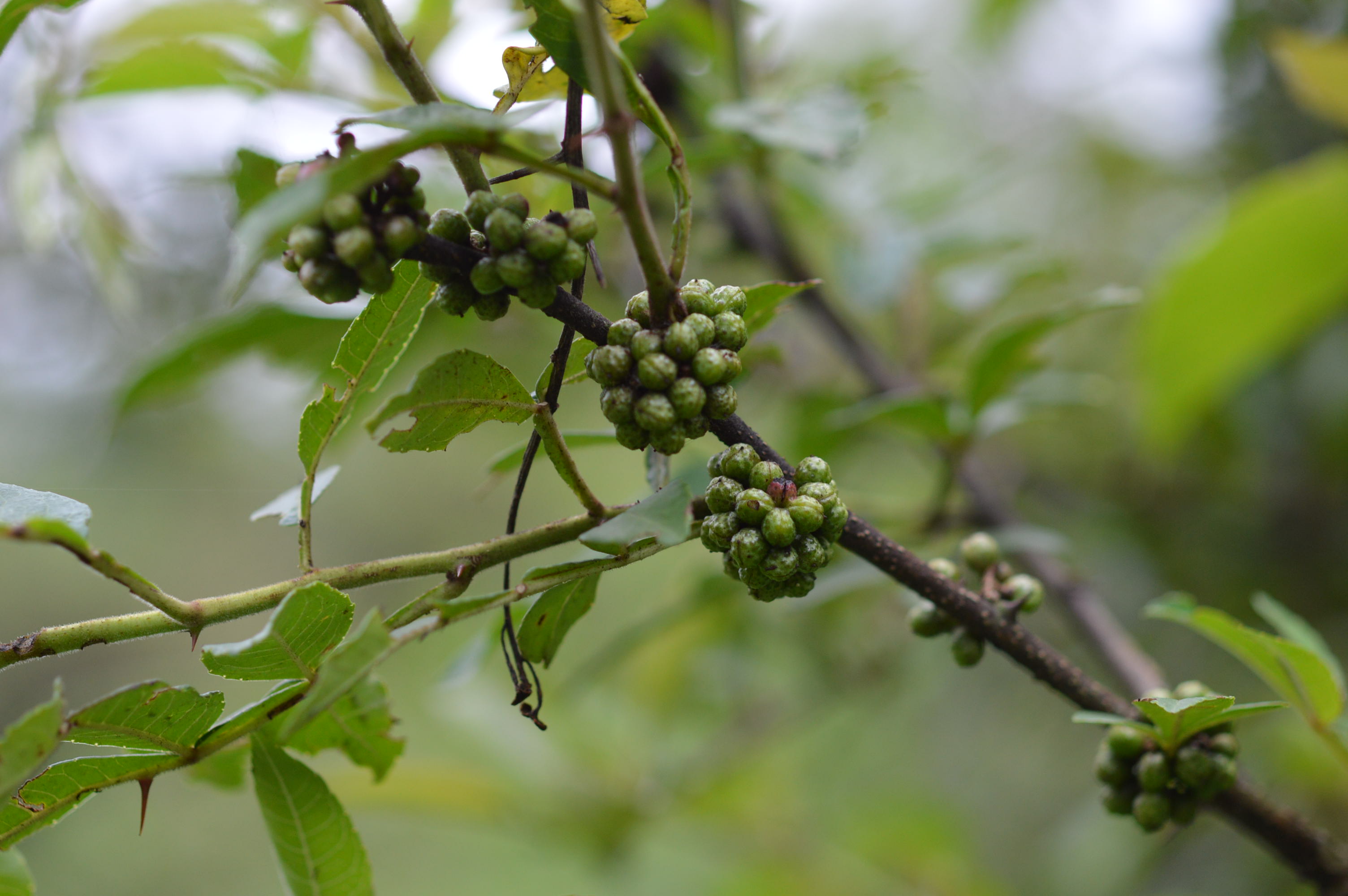 Zanthoxylum acanthopodium – eFlora of India