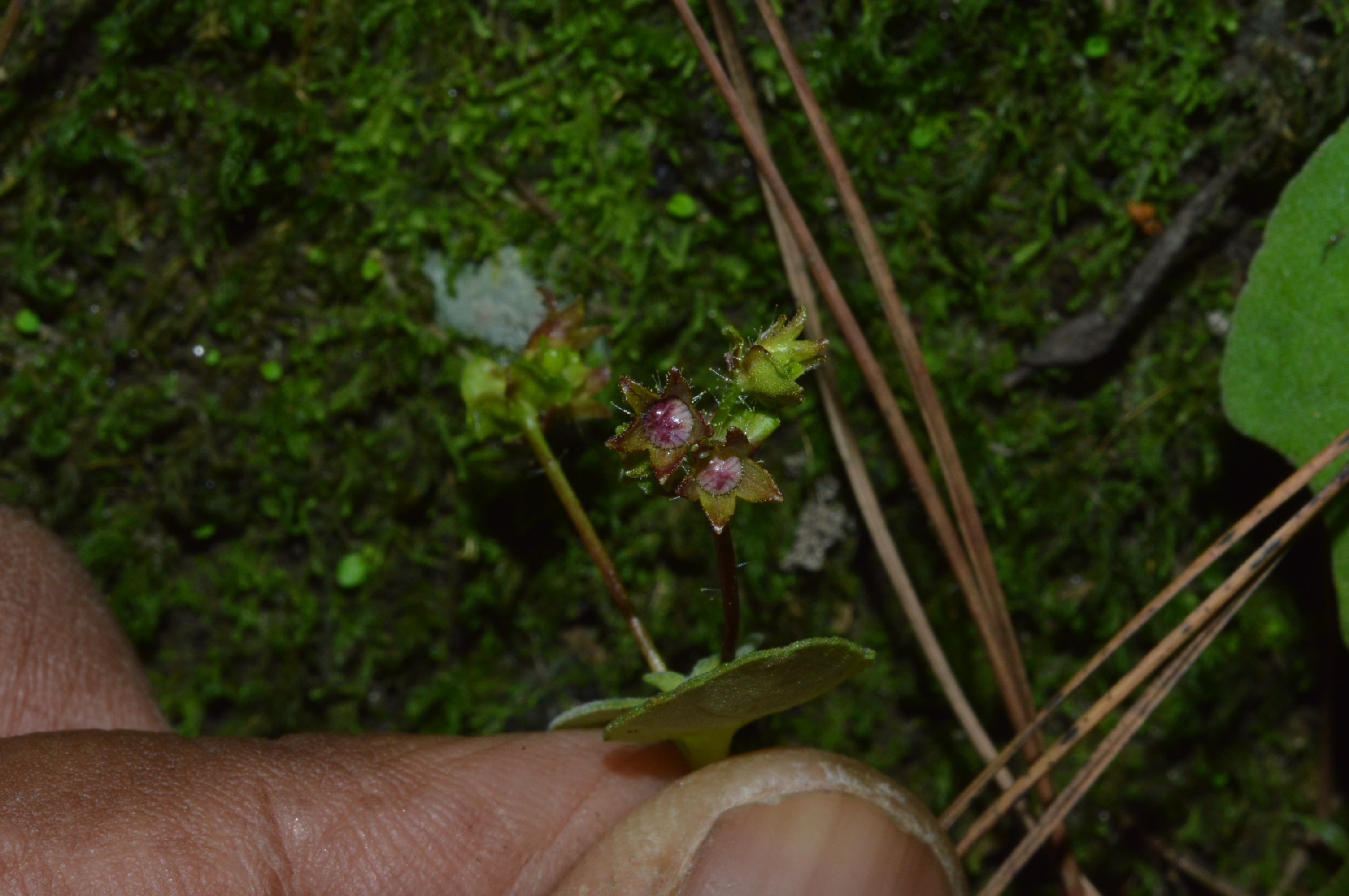 Didymocarpus cinereus – eFlora of India