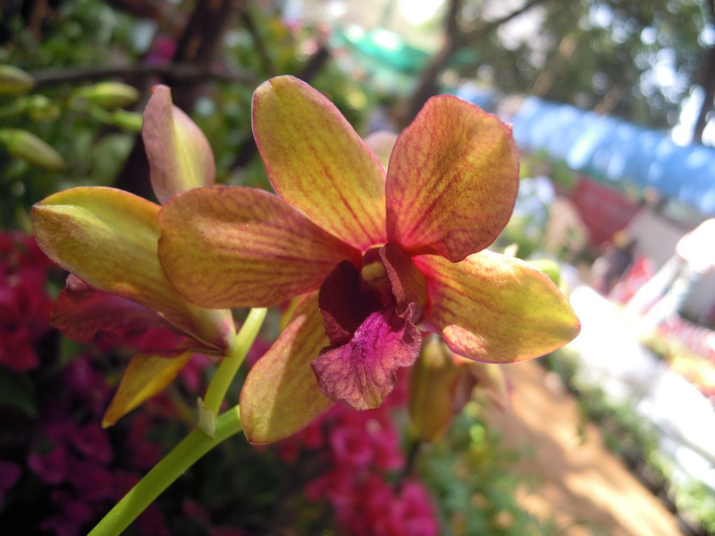 /wp-content/uploads/2020/10/Dendrobium%20Hybrid-Flower%20Show-Mumbai-DSCN2985.JPG