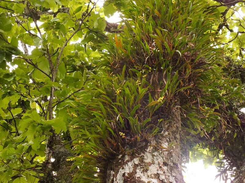 /wp-content/uploads/2020/10/Dendrobium%20chrysanthum.JPG