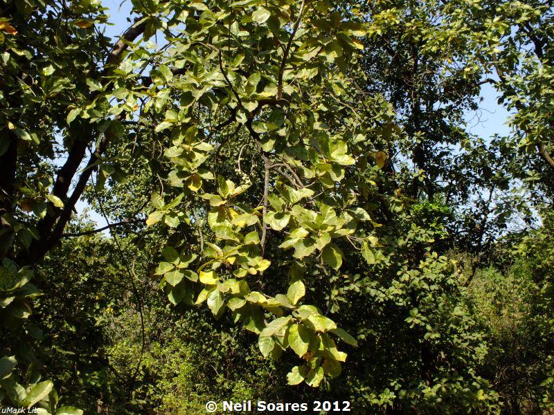 /wp-content/uploads/2020/10/Dendrobium%20ovatum%20flowering%201.jpg