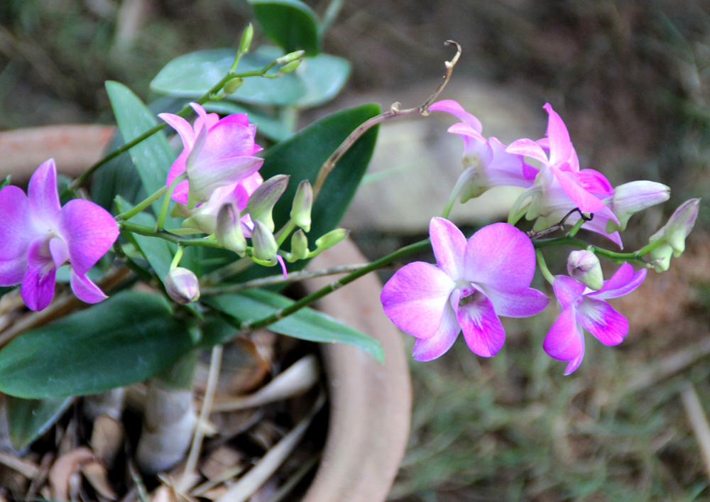 /wp-content/uploads/2020/10/Dendrobium-phalaenopsis-Dubia-orchid-1-Hoysala%20village-Bellur%20Rd-Hassan-IMG_3905-Karnataka-1.jpg