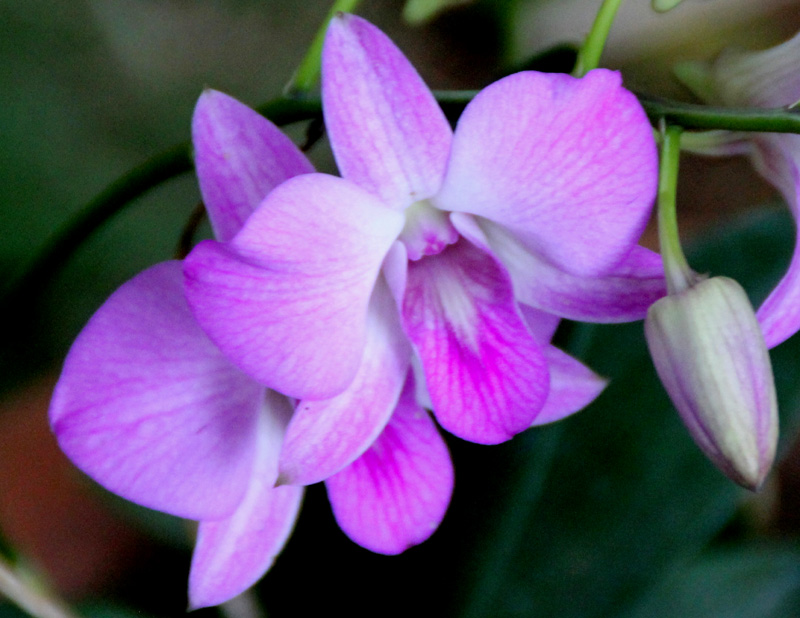 /wp-content/uploads/2020/10/Dendrobium-phalaenopsis-Dubia-orchid-1-Hoysala%20village-Bellur%20Rd-Hassan-IMG_4949-Karnataka-3.jpg
