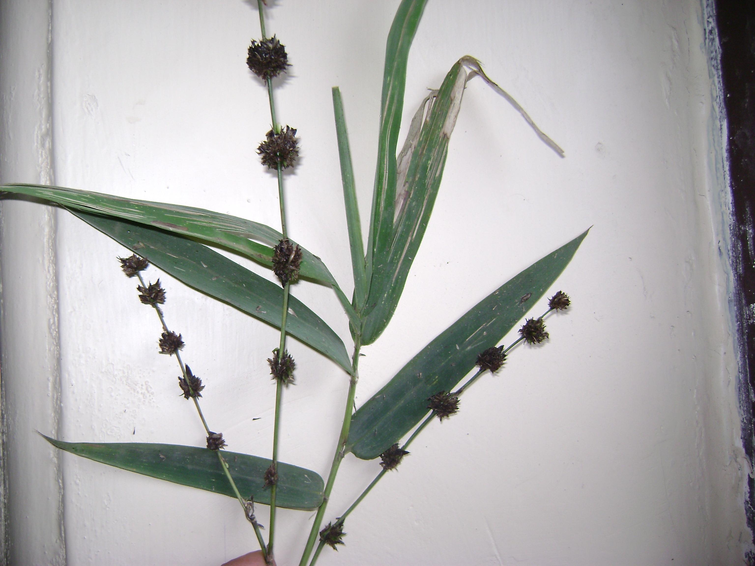 /wp-content/uploads/2020/10/Dendrocalamus_strictus_leaves-inflorescence_Poaceae.JPG