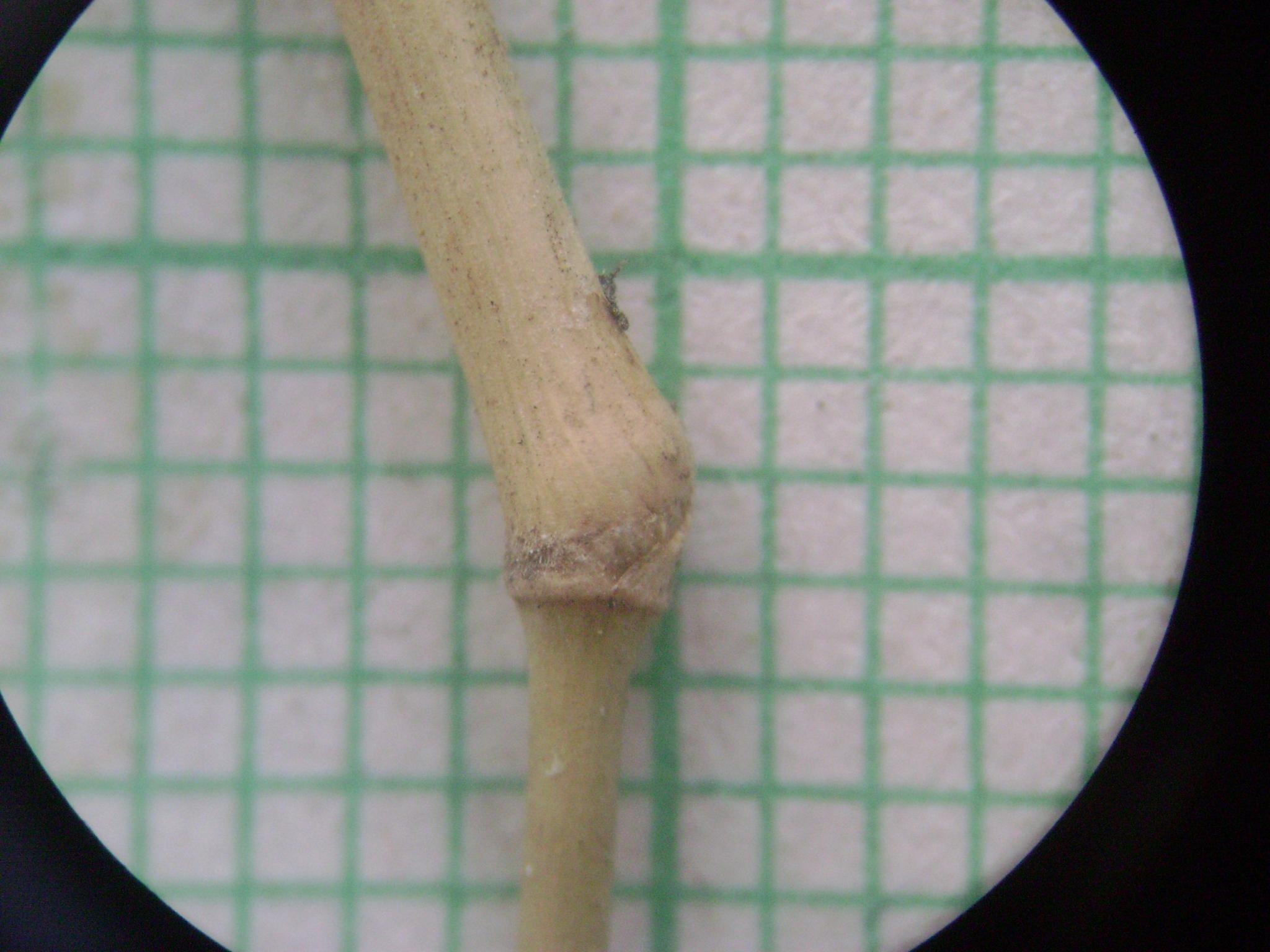/wp-content/uploads/2020/10/DendrocalamusstrictusNode-Poaceae.JPG