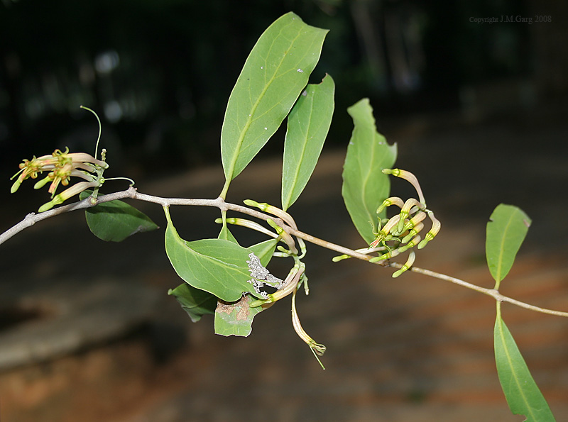 /wp-content/uploads/2020/10/Dendrophthoe%20falcata%20in%20Hyderabad-%20AP%20I%20IMG_0462.jpg