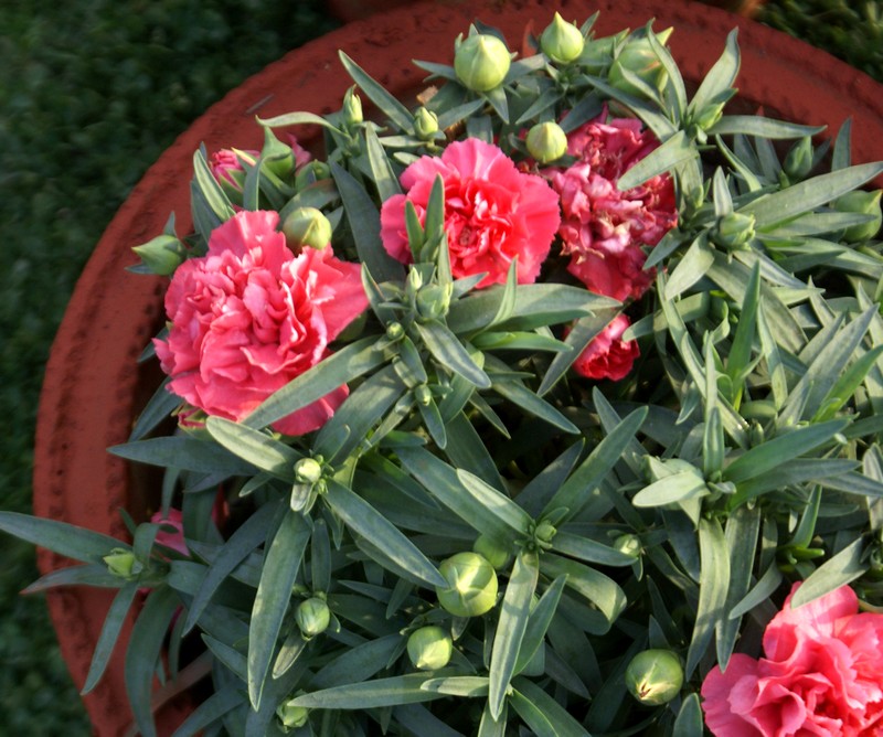 Dianthus caryophyllus (Cultivated) – eFlora of India