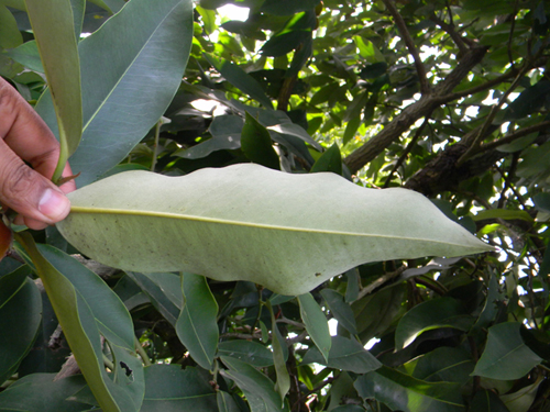 Diospyros discolor (Introduced) – eFlora of India