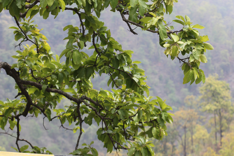 /wp-content/uploads/2020/10/Dipterocarpus-sp-near%20Kotdwar-IMG_4133-Uttarakhand-1.jpg