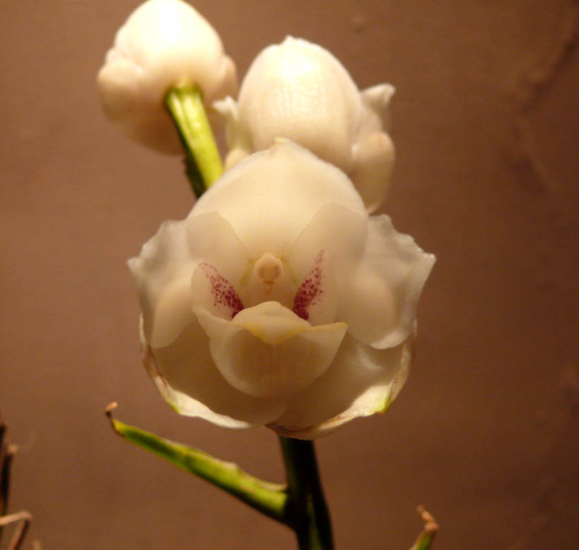 /wp-content/uploads/2020/10/Dove%20Orchid.jpg