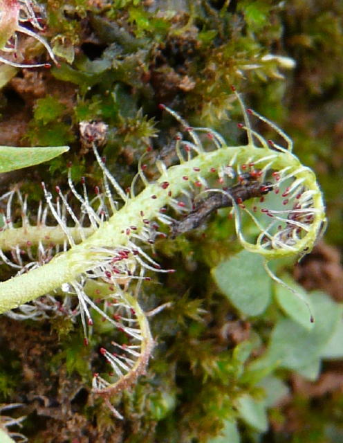 /wp-content/uploads/2020/10/Drosera%20indica%20with%20an%20insect%20in%20its%20tentacles_1.JPG