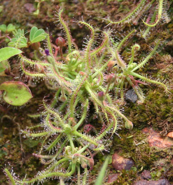 /wp-content/uploads/2020/10/Drosera%20indica%20with%20flower-s%20buds_1.JPG
