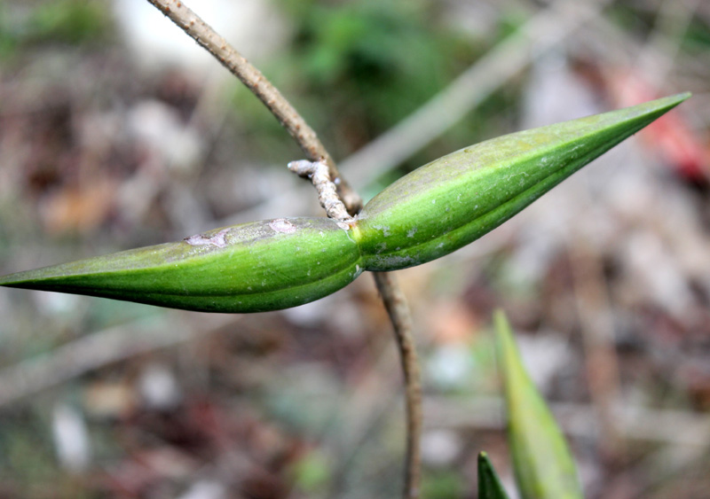 /wp-content/uploads/2020/10/Dubia-Asclepiadaceae%20climber-near%20Ranikhet-IMG_0930-Uttarakhand-1.jpg