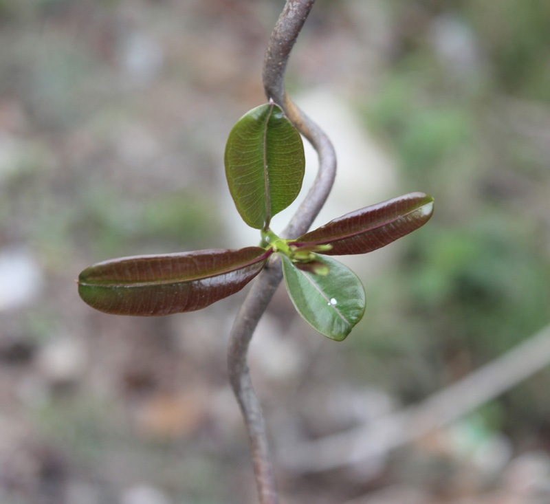 /wp-content/uploads/2020/10/Dubia-Asclepiadaceae%20climber-near%20Ranikhet-IMG_0932-Uttarakhand-3.jpg