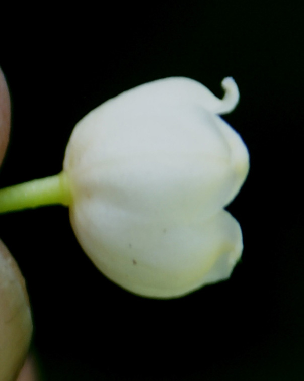 /wp-content/uploads/2020/10/Dubia-liliaceae-Cheshmashahi-DSC04128-Kashmir-3.jpg