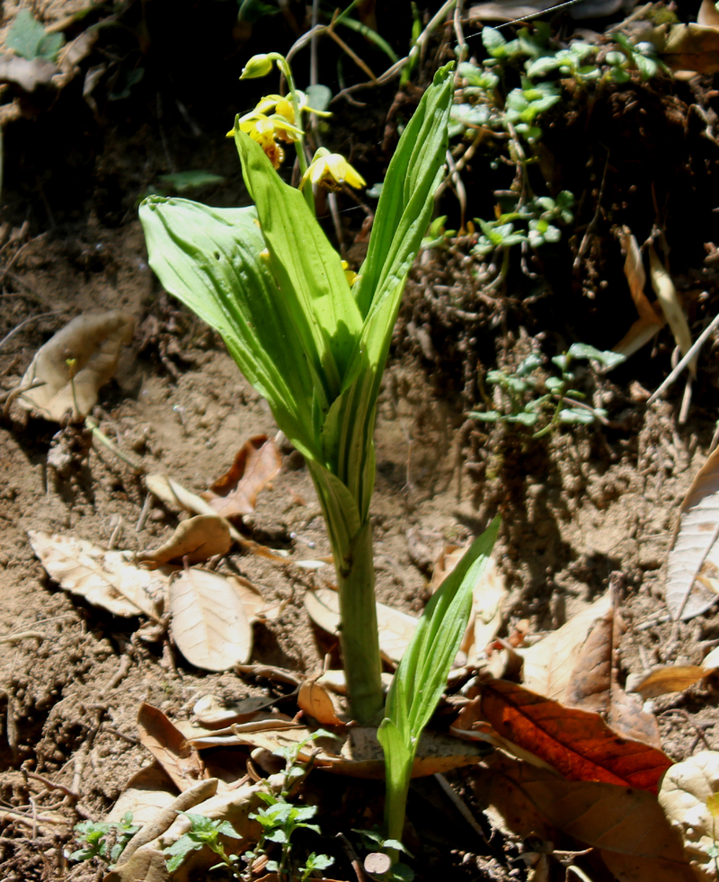 /wp-content/uploads/2020/10/Dubia-orchid--forests%20below%20Chopta-IMG_1822-Uttarakhand-3.jpg