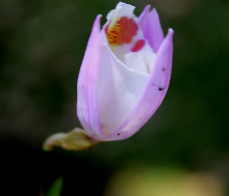 /wp-content/uploads/2020/10/Dubia-orchid-3-below%20Chopta-IMG_1805-Uttarakhand-1.jpg
