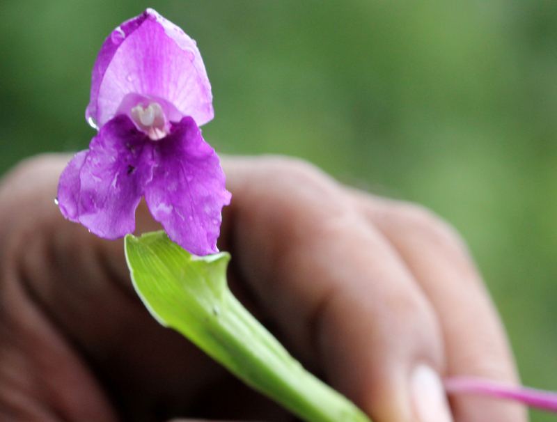 /wp-content/uploads/2020/10/Dubia-orchid-Mandal-chopra%20road-IMG_2954-Uttarakhand-2.jpg