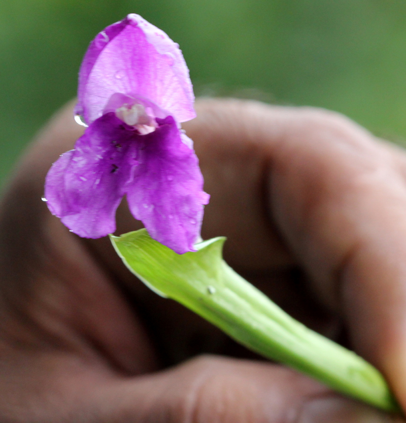 /wp-content/uploads/2020/10/Dubia-orchid-Mandal-chopra%20road-IMG_2956-Uttarakhand-1.jpg