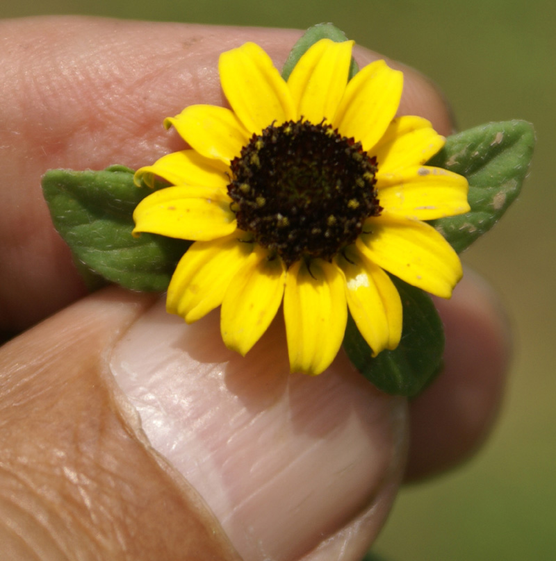 /wp-content/uploads/2020/10/Dubia-sunflower-sanuicalia-Botanical%20garden-Kashmir-1-5.jpg