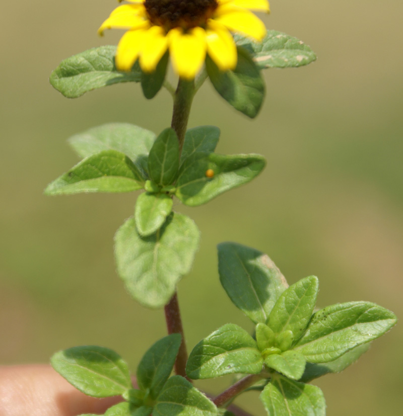 /wp-content/uploads/2020/10/Dubia-sunflower-sanuicalia-Botanical%20garden-Kashmir-3-4.jpg