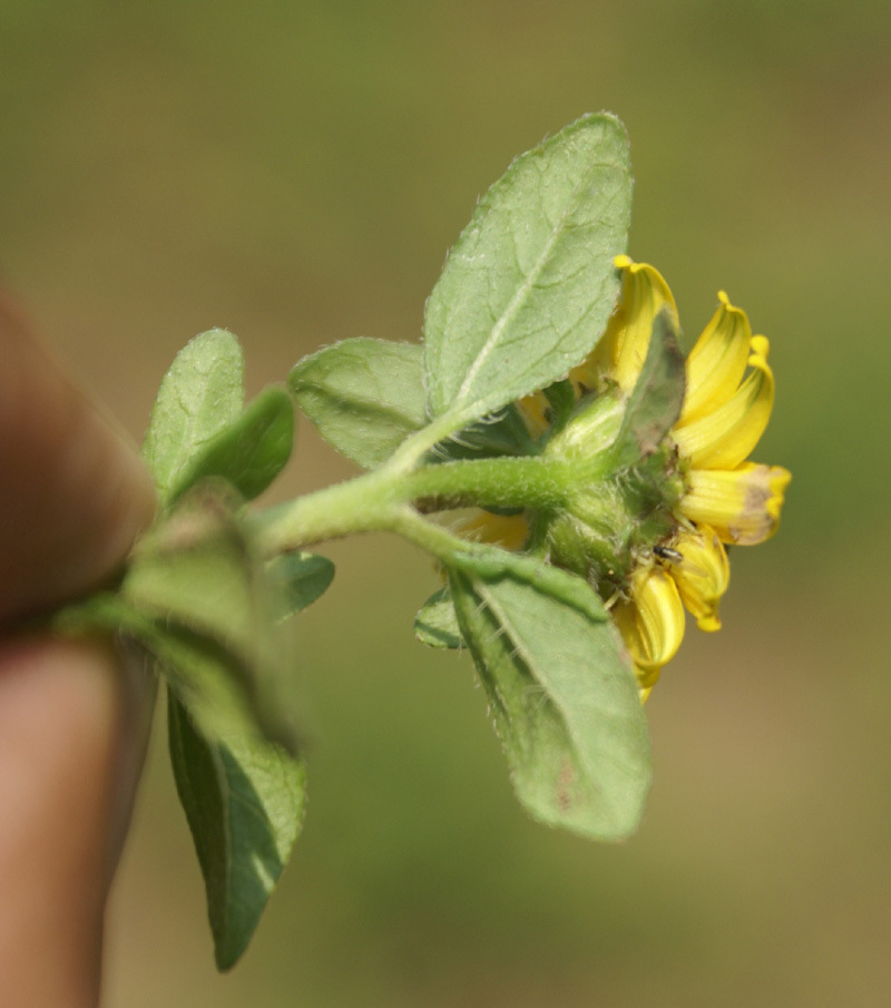 /wp-content/uploads/2020/10/Dubia-sunflower-sanuicalia-Botanical%20garden-kashmir-2-0.jpg
