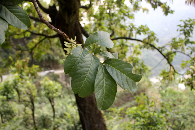 /wp-content/uploads/2020/10/Dubia-tree-Agastamuni-IMG_1061-Uttarakhand-4.jpg