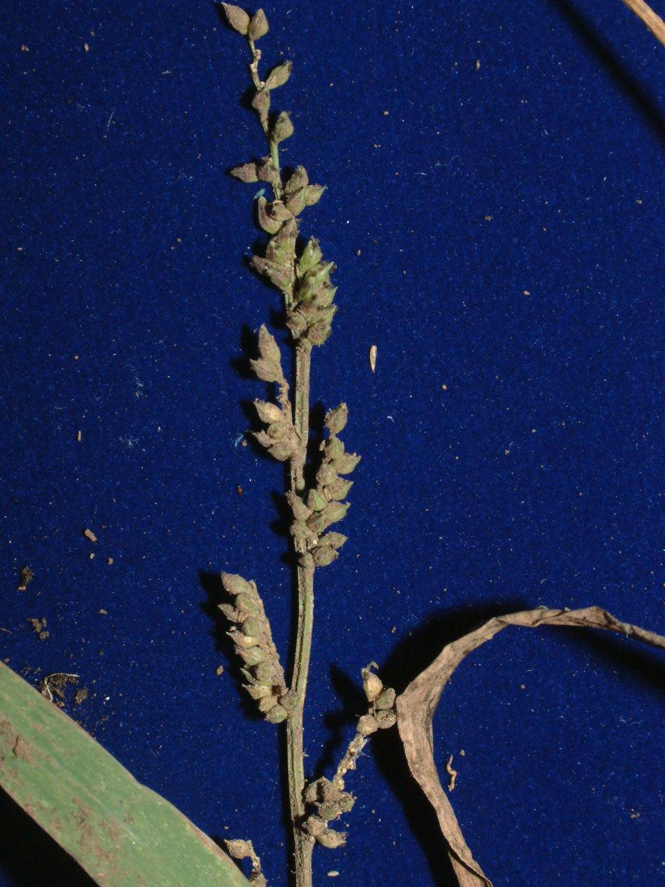 /wp-content/uploads/2020/10/Echinochloa_frumentacea_inflorescence5_Poaceae.JPG