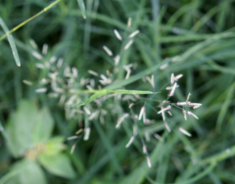 /wp-content/uploads/2020/10/Eragrostis-Herbal-gdn-Delhi-1-4.jpg