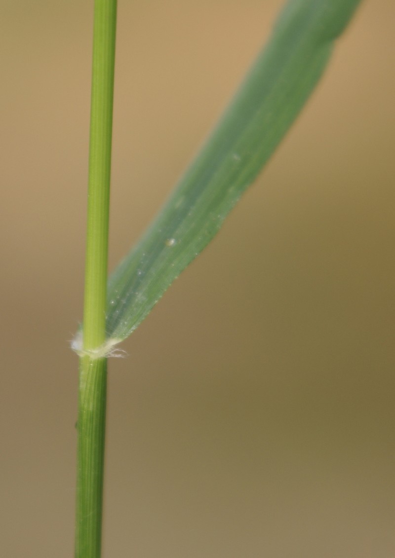 /wp-content/uploads/2020/10/Eragrostis-Herbal-gdn-Delhi-2-8.jpg