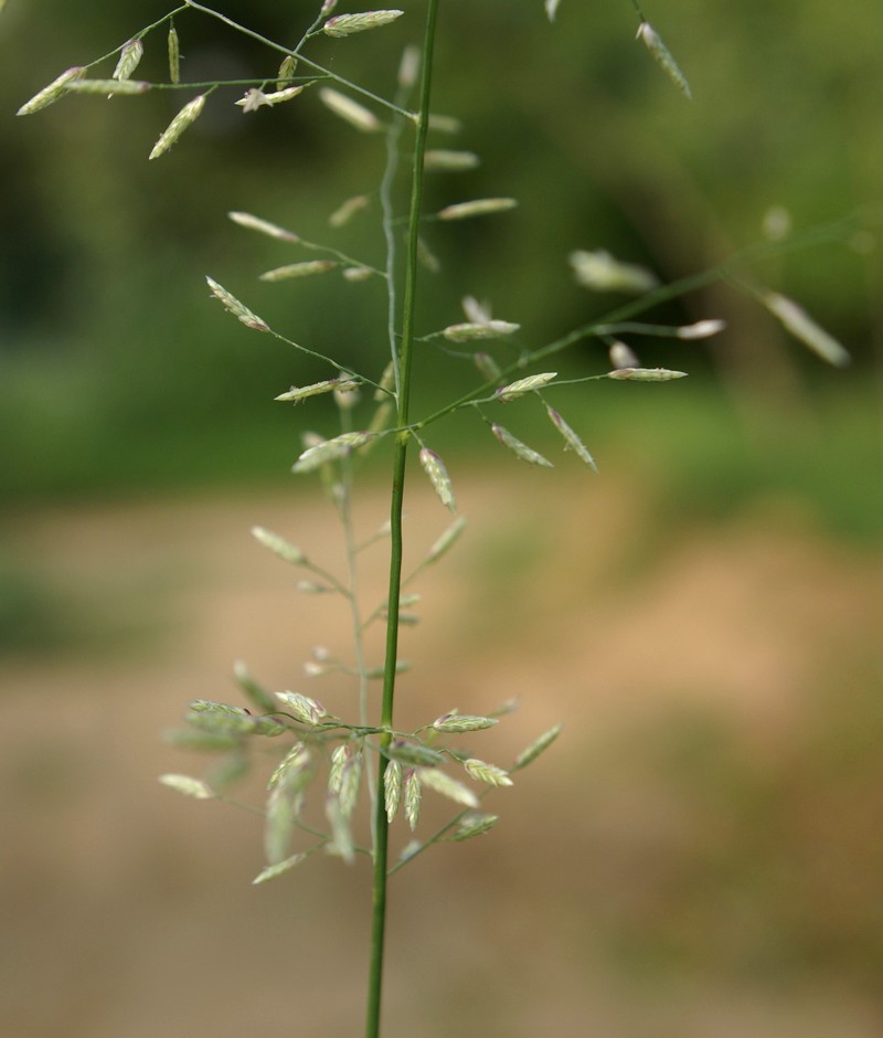 /wp-content/uploads/2020/10/Eragrostis-Herbal-gdn-Delhi-3-1.jpg