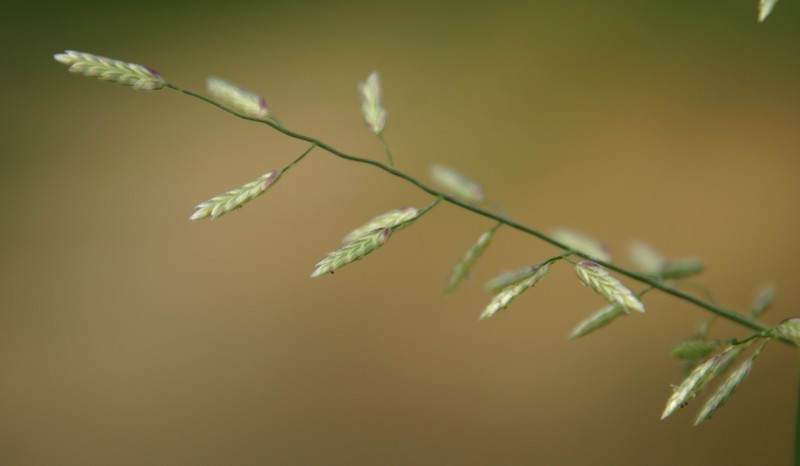 /wp-content/uploads/2020/10/Eragrostis-Herbal-gdn-Delhi-4.jpg