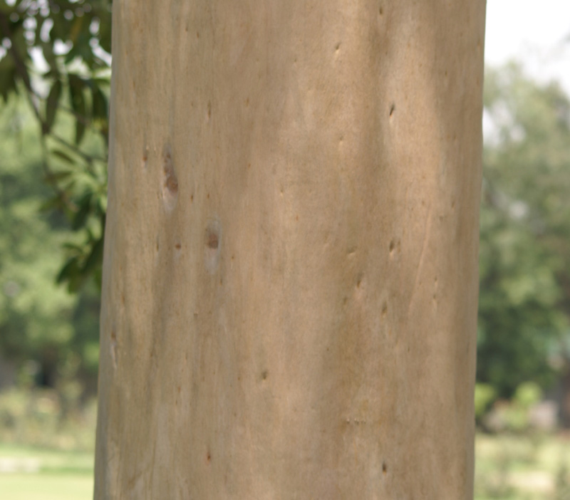 /wp-content/uploads/2020/10/Eucalyptus-citriodora-Delhi-5.jpg
