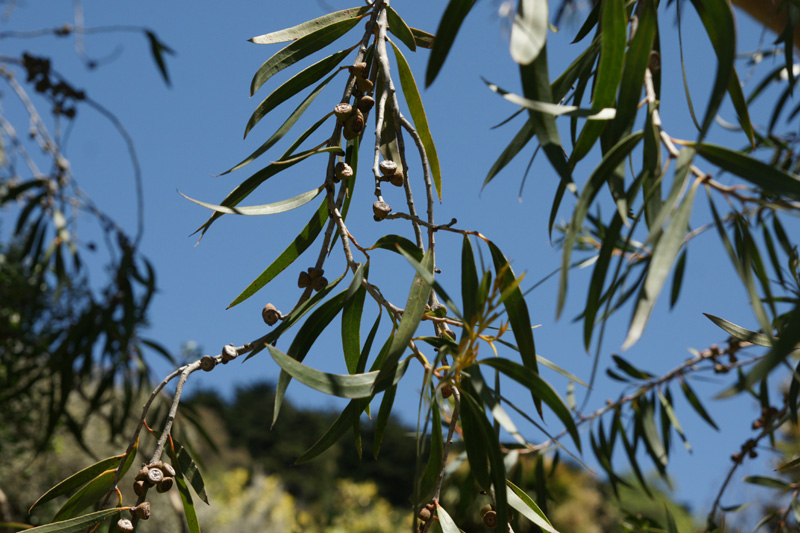 /wp-content/uploads/2020/10/Eucalyptus-kybeanensis-Australia-UCBG-DSC01439-California-2.jpg