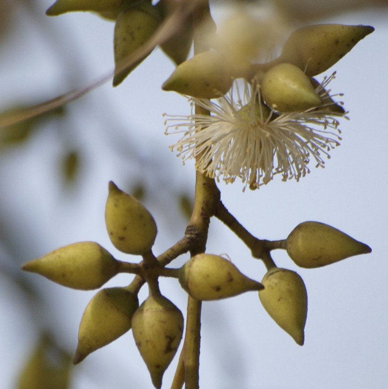 /wp-content/uploads/2020/10/Eucalyptus-tereticornis-Delhi-2.jpg