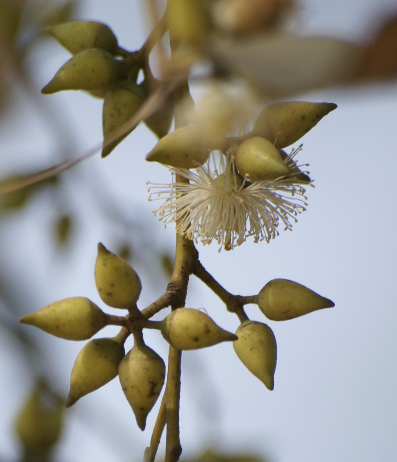 /wp-content/uploads/2020/10/Eucalyptus-tereticornis-flower.jpg
