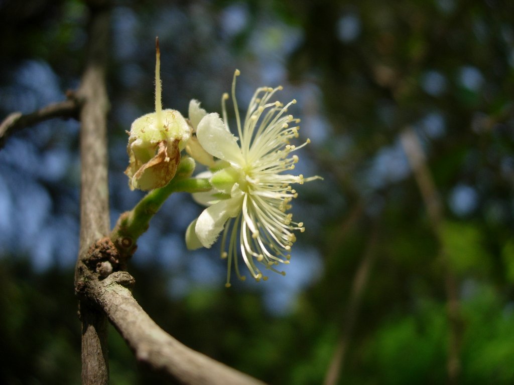 /wp-content/uploads/2020/10/Eugenia%20cotonifolia-Myrtaceae-Lalbagh-Bangalore-DSCN1158.JPG