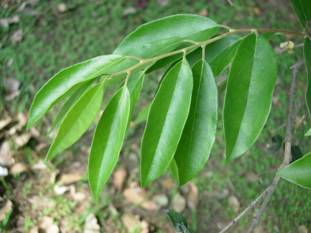 /wp-content/uploads/2020/10/Eugenia%20cotonifolia-Myrtaceae-Lalbagh-Bangalore-DSCN1165.JPG