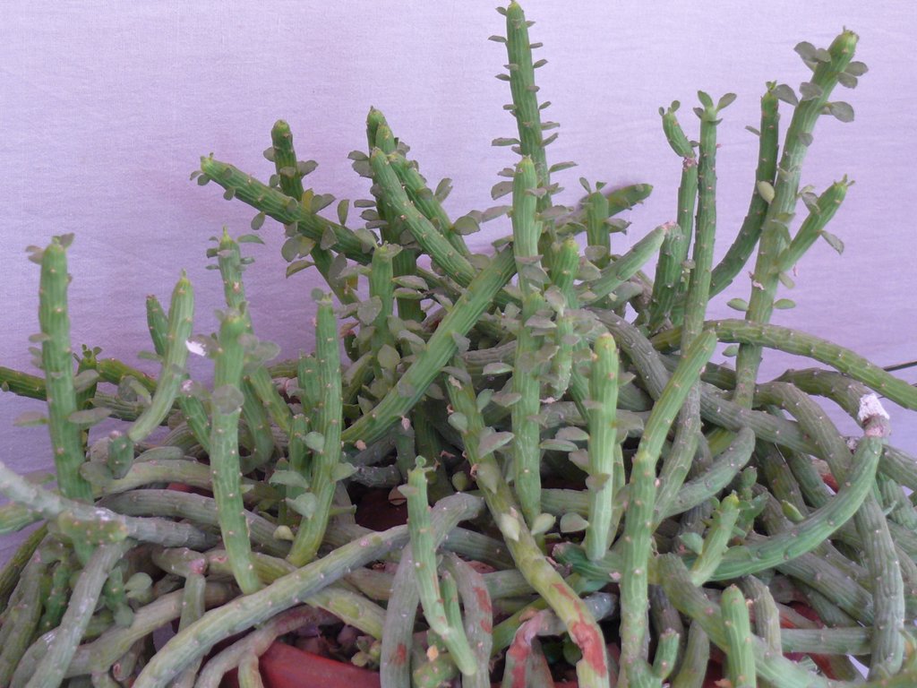 /wp-content/uploads/2020/10/Euphorbia%20bisellenbeckii-Syn%20Monadenium%20ellenbeckii-Flower%20Show-Mumbai-P1150119.JPG
