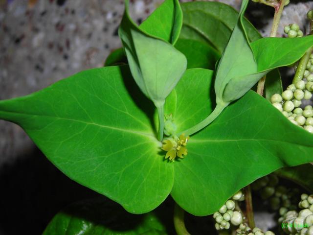 /wp-content/uploads/2020/10/Euphorbia%20dracunculoides.jpg